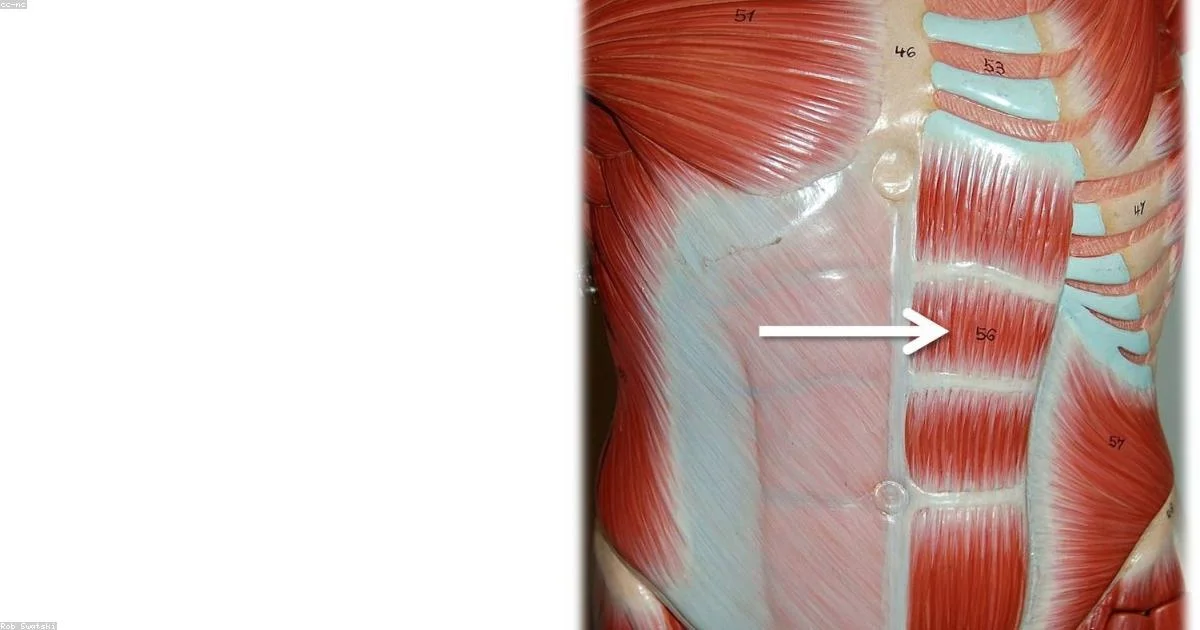 Anti-Catabolic Compounds: Research on Preserving Muscle Mass