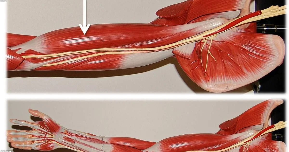 Sarcopenia Prevention: How Strength Training Reverses Age-Related Muscle Loss