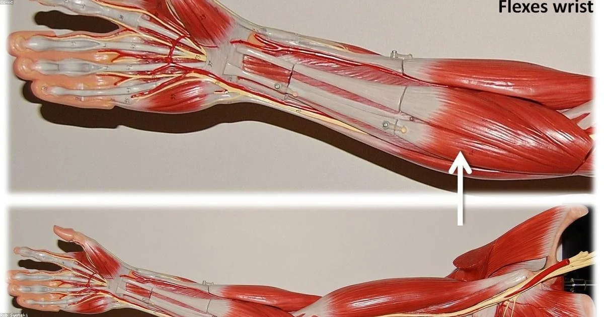 The Science of Muscle Soreness: DOMS Explained